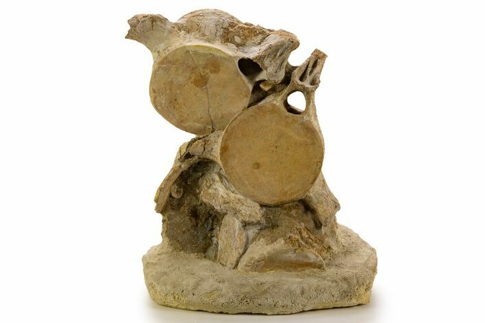 Fossil Plesiosaur (Zarafasaura) Cervical Vertebrae - Morocco #334777